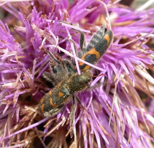 Réf. 9 115 : Trichodes flavocinctus