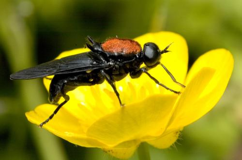 Clitellaria ephippium