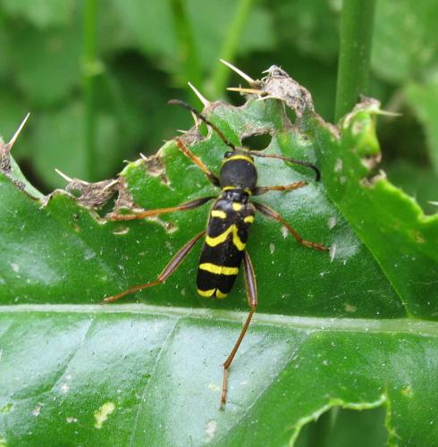Clytus arietis