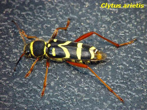 Réf. 9 437 : Clytus arietis