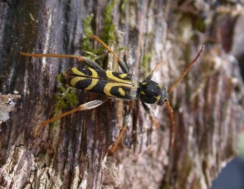 Réf. 9 472 : Clytus tropicus