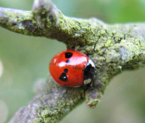 Réf. 9 813 : Adalia bipunctata bipunctata
