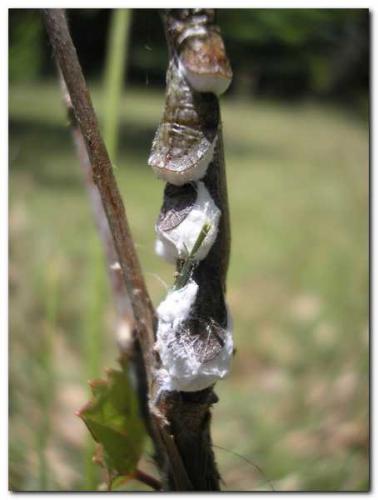 Réf. 9 204 : Pulvinaria vitis