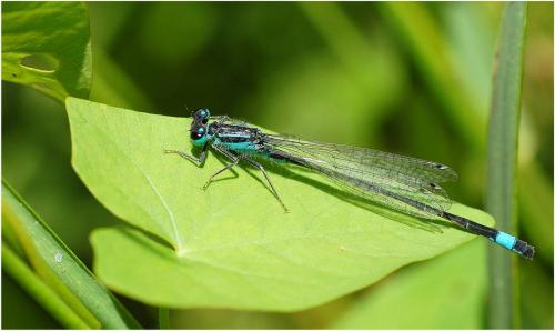 Ischnura elegans