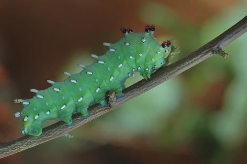 Hyalophora columbia