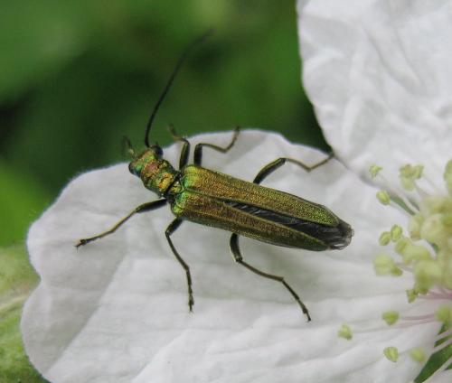 Oedemera nobilis