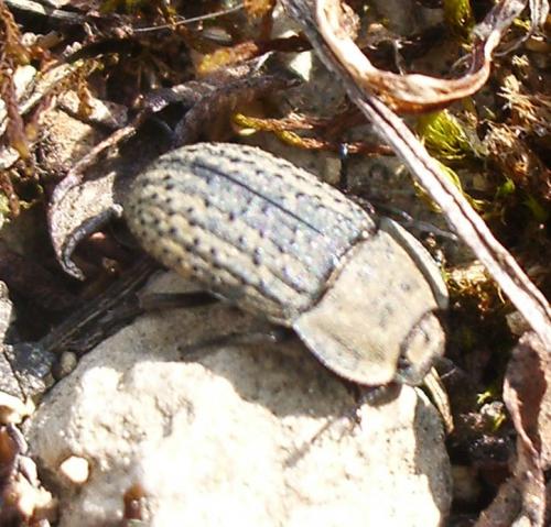 Opatrum sabulosum