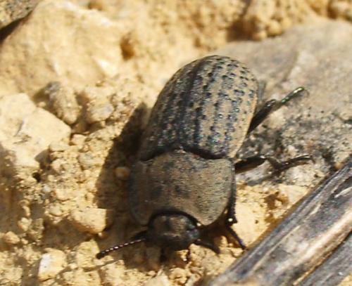 Réf. 9 232 : Opatrum sabulosum