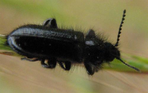 Enicopus ater ater