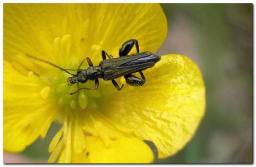 Oedemera flavipes