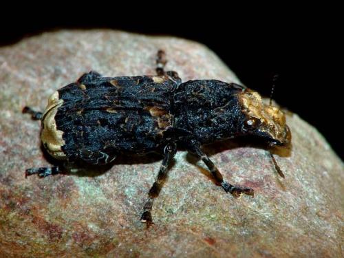 Réf. 9 590 : Platyrhinus resinosus