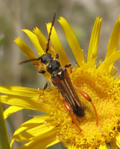 Stenopterus rufus