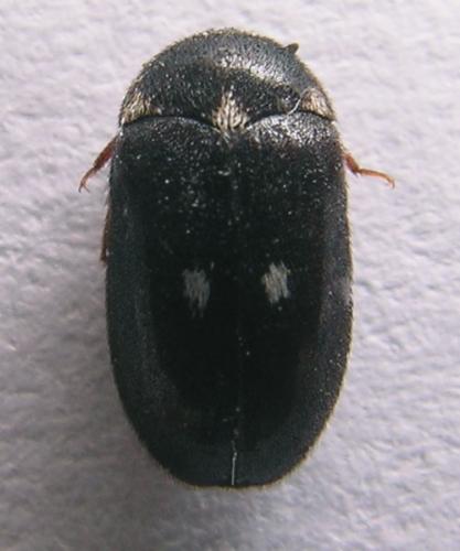 Attagenus pellio