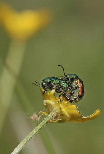 Cryptocephalus sp.