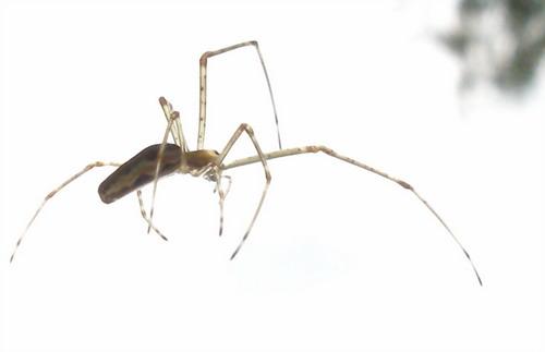 Tetragnatha sp.