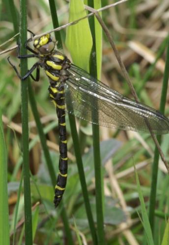 Réf. 9 631 : Cordulegaster bidentata