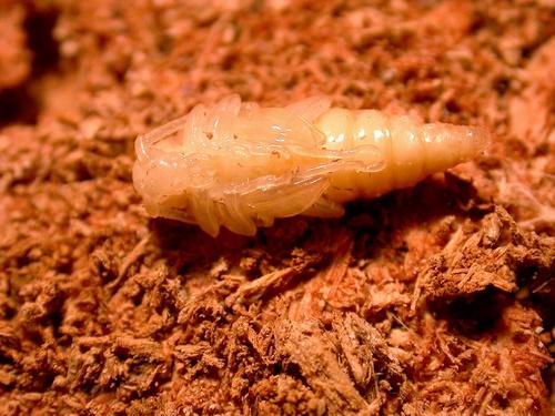 Réf. 9 598 : Stictoleptura rubra