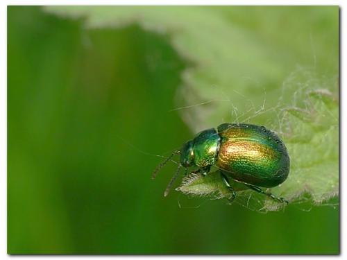 Chrysolina sp.