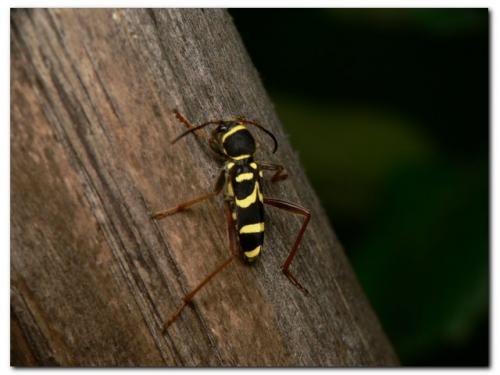 Clytus arietis