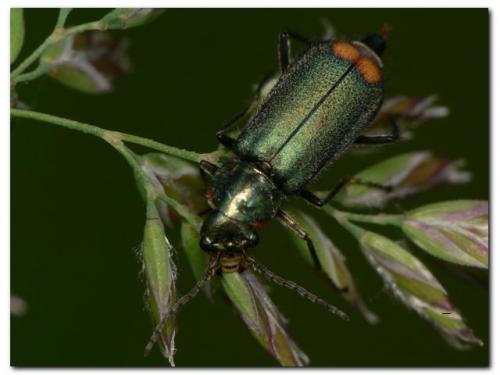 Malachius sp.