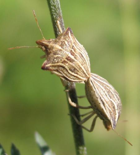Réf. 9 990 : Ancyrosoma leucogrammes