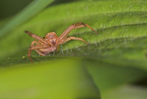 Xysticus sp.