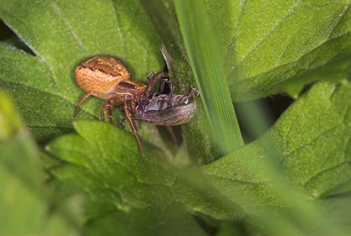 Xysticus sp.