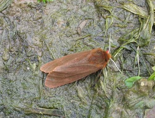 Réf. 9 542 : Phragmatobia fuliginosa