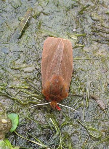 Réf. 9 543 : Phragmatobia fuliginosa