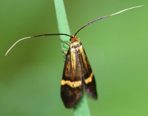 Réf. 9 529 : Nemophora degeerella