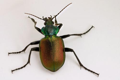 Calosoma sycophanta