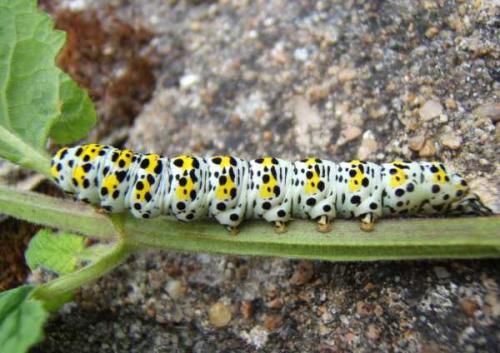 Cucullia verbasci