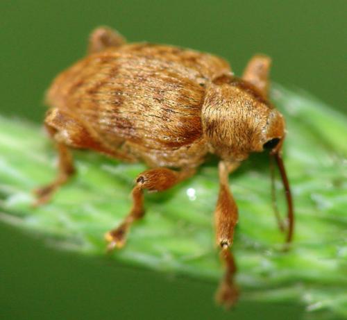 Curculio sp.