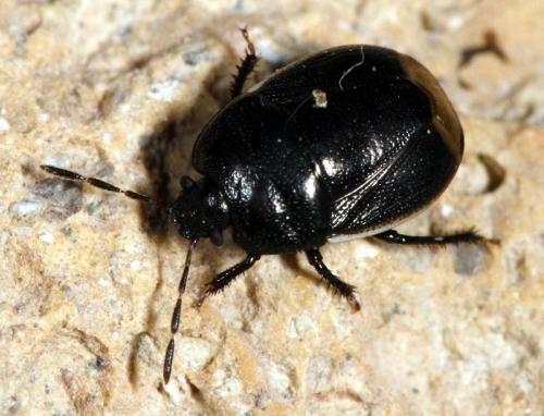 Réf. 9 354 : Legnotus limbosus