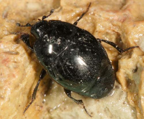 Réf. 9 722 : Saprinus semistriatus