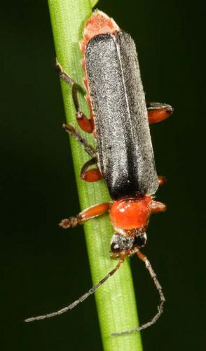 Réf. 9 451 : Cantharis pellucida