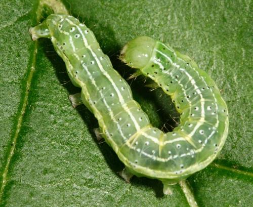 Réf. 9 650 : Cosmia trapezina
