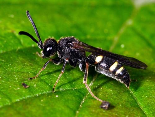 Nysson sp.