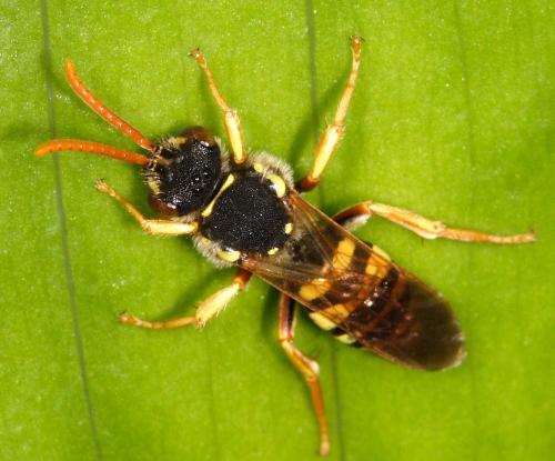 Nomada sp.