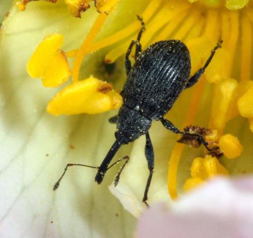 Réf. 9 968 : Anthonomus rubi