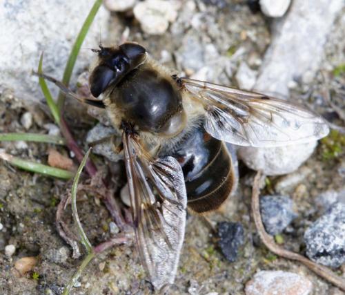 Réf. 9 967 : Eristalis tenax