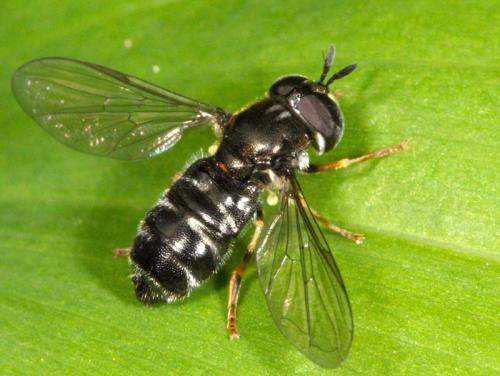 Réf. 9 513 : Paragus sp.