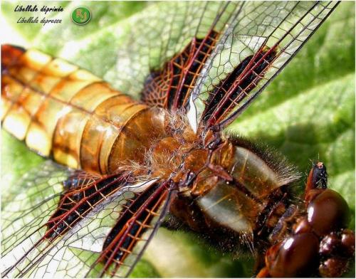 Libellula depressa
