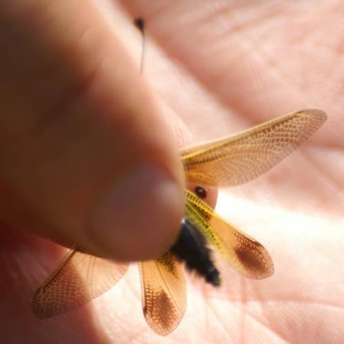 Libelloides ictericus