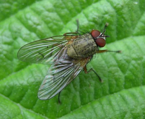 Réf. 9 143 : Helina impuncta