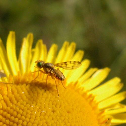 Myopites apicatus