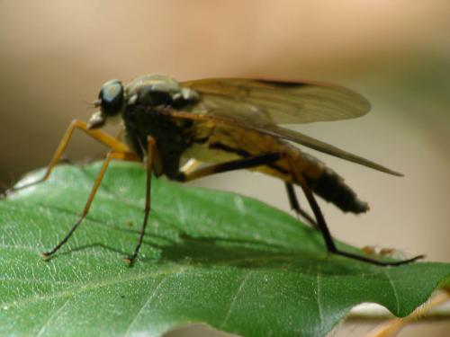 Rhagio sp.