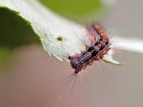 Lymantria dispar