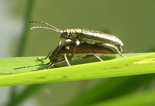 Réf. 9 885 : Donacia simplex