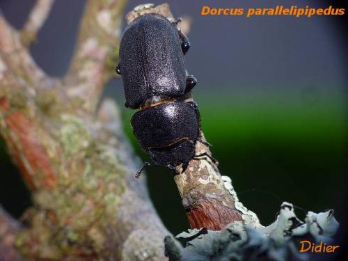 Réf. 9 881 : Dorcus parallelipipedus